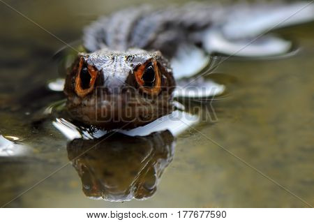 Face off with croc skink In the Water