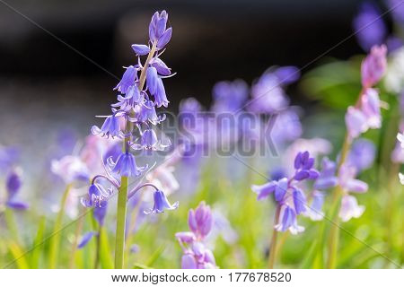 Pretty bluebells growing in a domestic garden.  Focus on the foreground, while the background is out of focus.