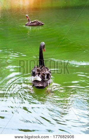 Black Swans Swim In Green Pond. Juozo Alus Palanga