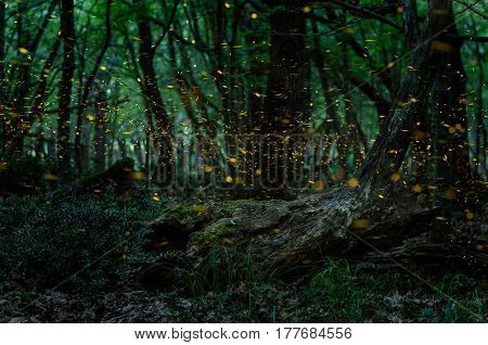 Fireflies/ Night in the forest with fireflies