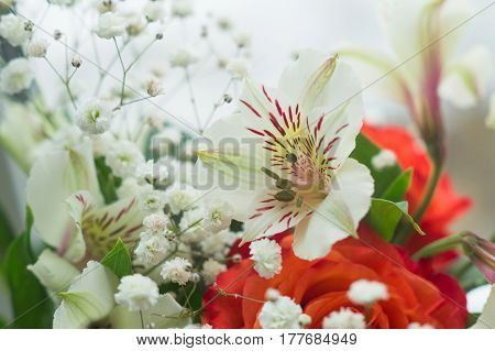 red roses and white Alstroemeria on window