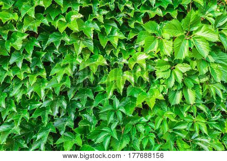 Parthenocissus tricuspidata against the background of a brick wall. Place for an inscription. Textured background.