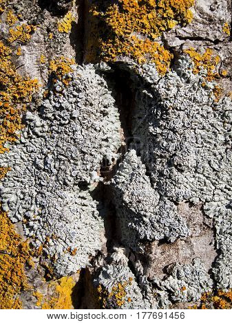 Nice tree bark with moss and lichen texture