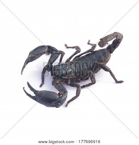 Giant Asian Black Scorpion Isolated On White