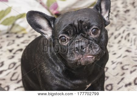 Black French Bulldog Dog Sitting On The Sofa Looking Sad