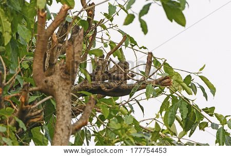 Asian Barred Owlet in a Tree in Pokhara Nepal