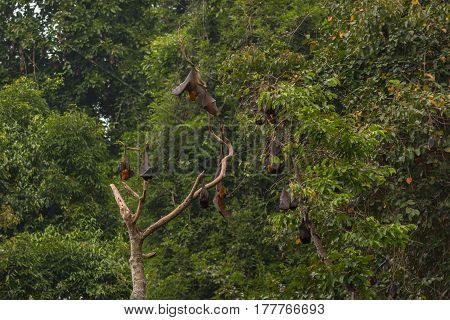 Tree Full Of Roosting Flying Foxes