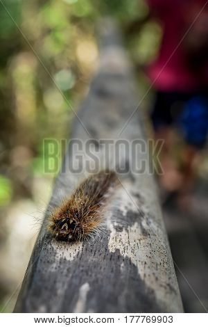 Gypsy Moth Caterpillar