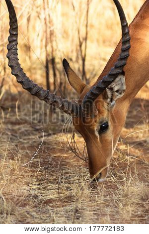 Portrait of antelope. Head of impala. Samburu, Kenya.