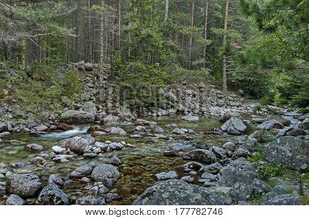 Beautiful view of the  Rila mountain with forest and river Iskar, Bulgaria