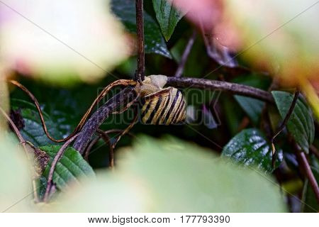 Insect among the branches of silt in the summer garden