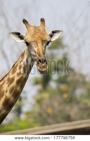 Image of a giraffe head on nature background. Wild Animals.