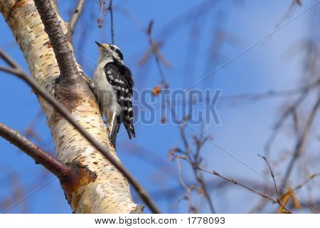 Mujer Downy Woodpecker