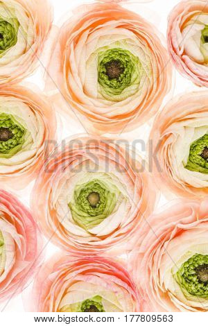 spring flowers