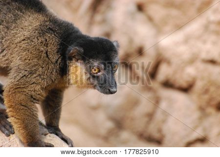 Amazing face of a sweet collared brown lemur.