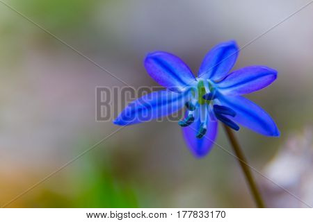 Single Scilla bifolia flower - blue open bud on a natural background- macro