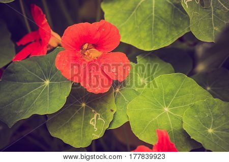 Vintage Photo Of Beautiful Nasturtium Flowers
