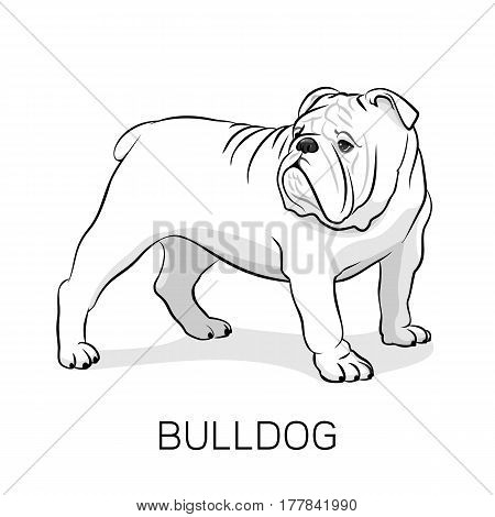 Cartoon English Bulldog. French Bulldog. Dog on a white background. Vector dog illustration