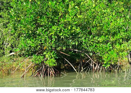 Mangroves in the water at the Khao Sam roi Yot national park Thailand