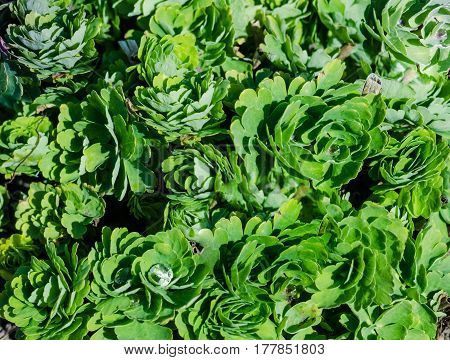 Green Leaves Aquilegia Columbines Of Background Texture