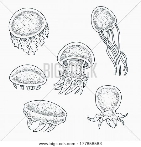 Small baby jellyfishes vector illustration. Blackwork dotwork tattoo design.