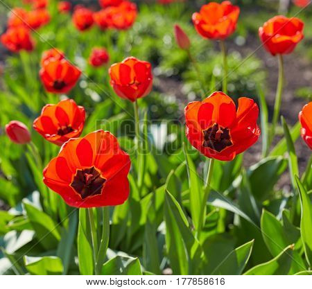Colorful Tulip Flower, Tulip Flower And Green Leaves Background With Sunlight.
