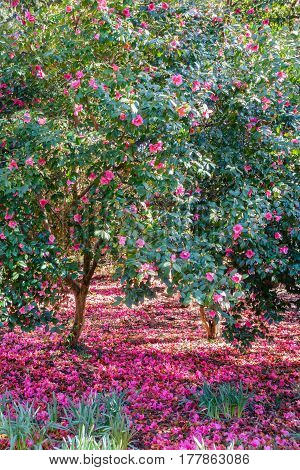 Blossoming Camellia Trees bathed in sunlight surrounded by a carpet of pink flowers.