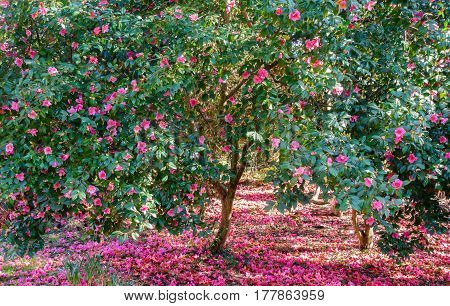 Beautiful blooming Camellia Trees full of pink blossoms surrounded by fallen pink flowers.