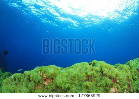 Green algae underwater and blue ocean background