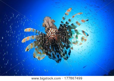 Lionfish fish in ocean