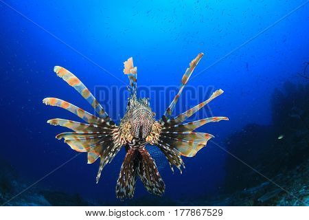 Lionfish fish in ocean