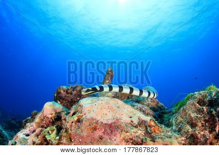 Banded Sea Krait (snake)