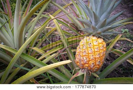juicy Pineapple fruit harvesting in kitchen garden