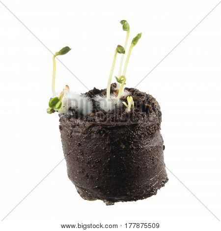 Radish seedlings in clod of soil isolated on white background