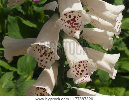 Beautiful flowers of a decorative spotty foxglove in a garden