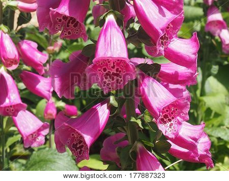 the blossoming plant of Digitalis purple of family the podorozhnikovykh