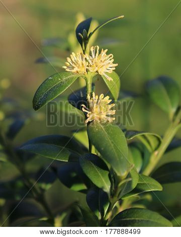 The small white flowers of Buxus sempervirens, also known as boxwood, or common box, in an outdoor setting.