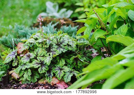heucherella Tapestry planted in border in summer garden