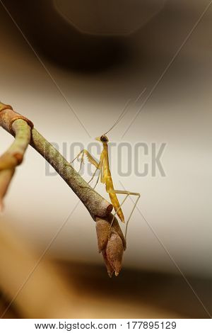 Close up of golden praying mantis nymph on twig