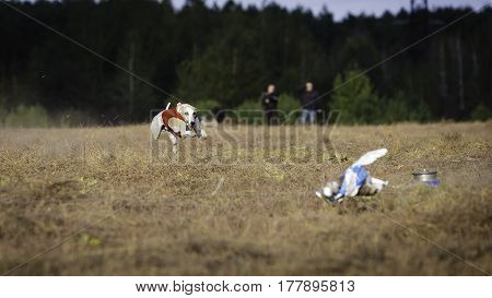 Whippet Dog Running. Coursing, Passion And Speed