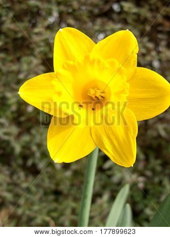 A gorgeous daffodil on display close-up in spring light