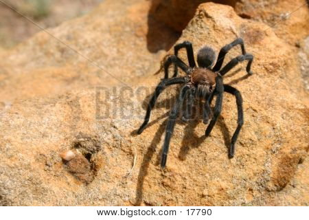 Tarantula
