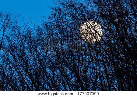 Full Yellow Moon With Medium Dark Blue Sky Behind Some Trees