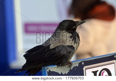 Hooded crow (Corvus cornix) on the market in Kiev.Background - commercial advertisement.March 13 ,2017 in Kiev, Ukraine