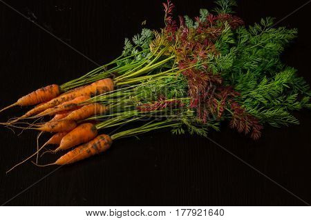 Fresh, farmer, young carrots with a beautiful tops on a black painted wooden background