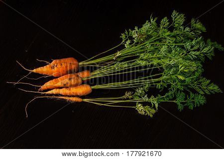 Fresh, farmer, young carrots with a beautiful tops on a black painted wooden background