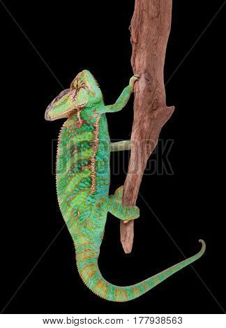Veiled chameleon (chamaeleo calyptratus) close-up photo.
