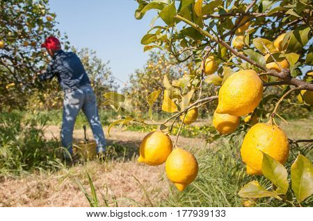 Closeup view of lemons on tree and pickers at work in the background