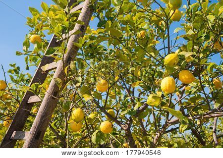 Lemon tree and wooden ladders during harvest season
