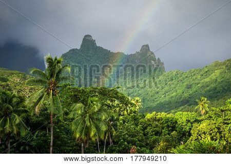 Rainbow On Moorea Island Jungle And Mountains Landscape